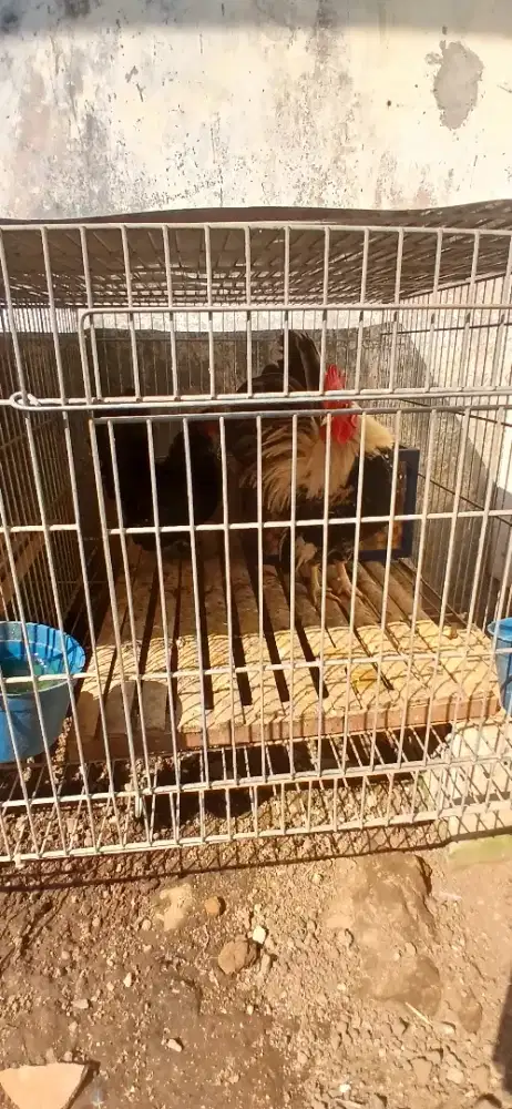 Ayam Kate 3 pasang