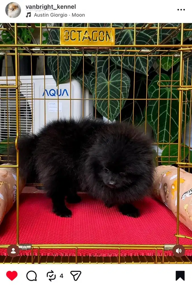 Pomeranian Betina