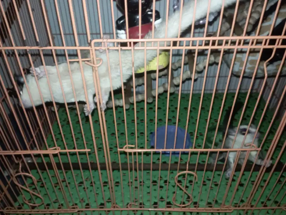 Sugar glider Sepasang
