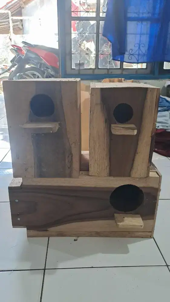 Glodok lovebird dan falk