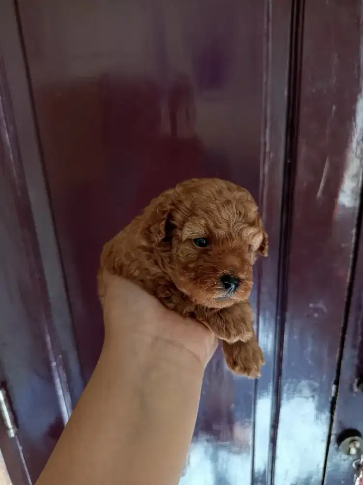Red toy poodle...