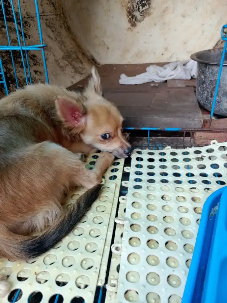 Di jual ajing cihuhua