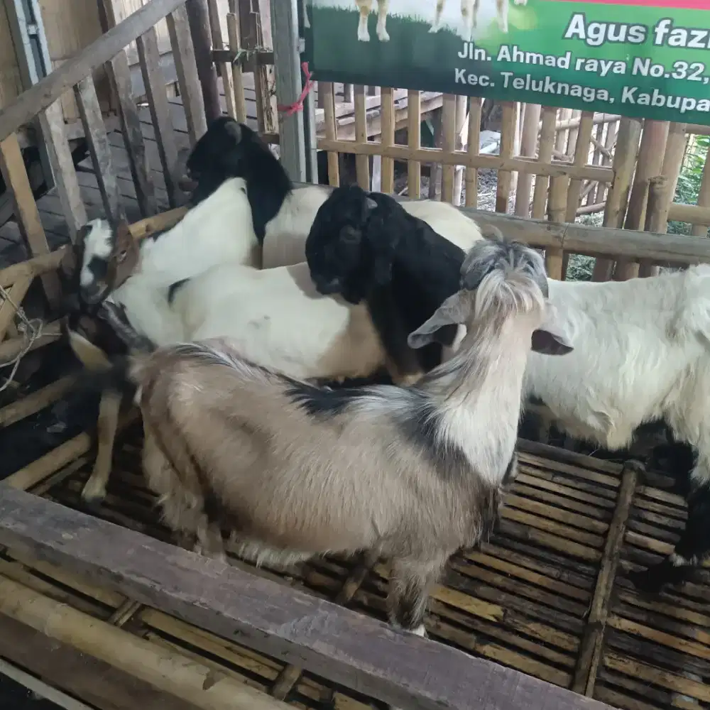Kambing Domba untuk Aqiqah Ekonomis