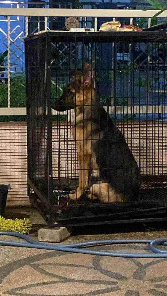 Jual anjing herder jantan usia 6bln