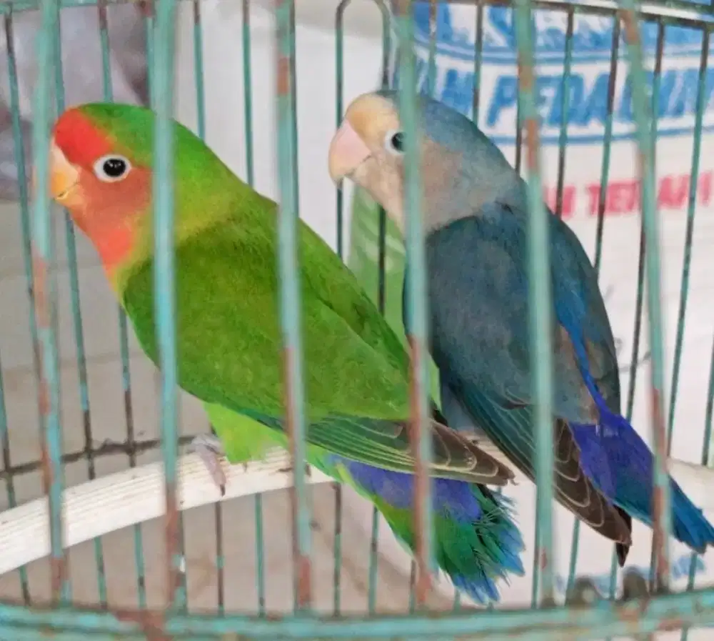 Love Bird Non Klep 2 pasang lovebird NK dewasa