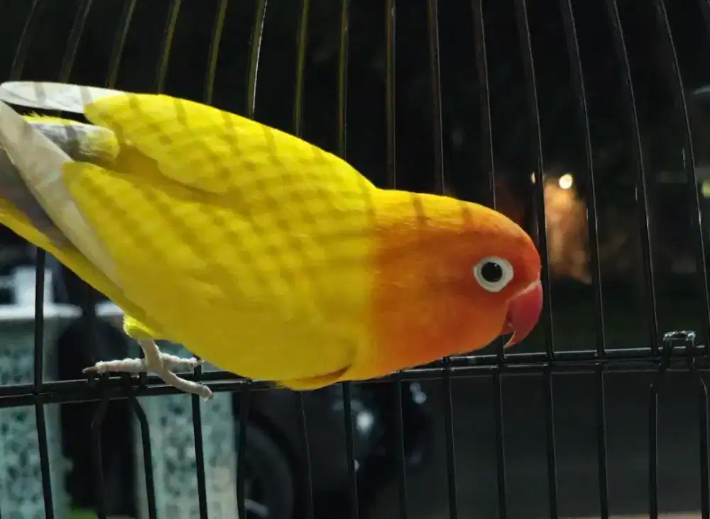 Love Bird Pastel Kuning dewasa ( betina) lovebird Paskun klep