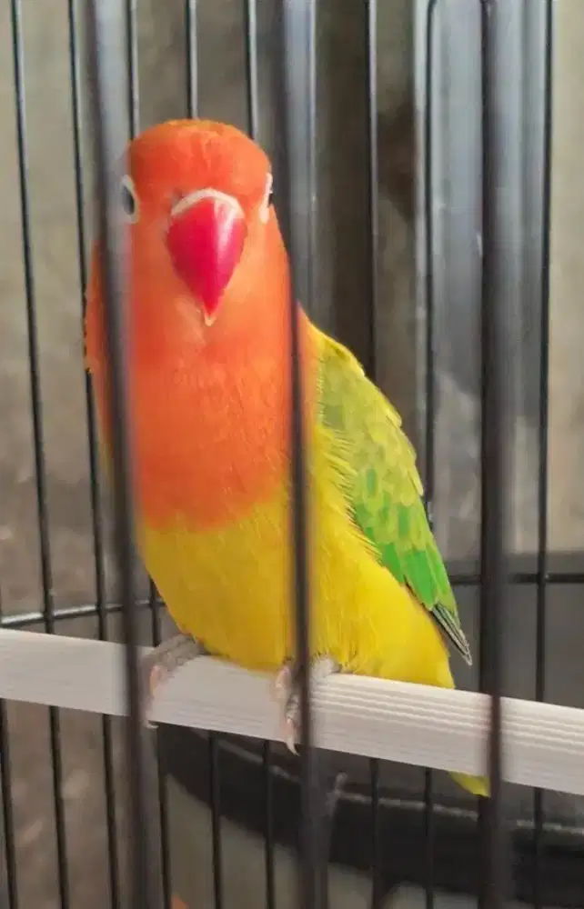 Love Bird Biola Euwing Green Gold  lovebird Jantan dewasa