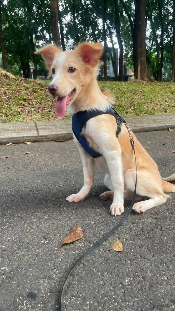 anjing mix labrador golden