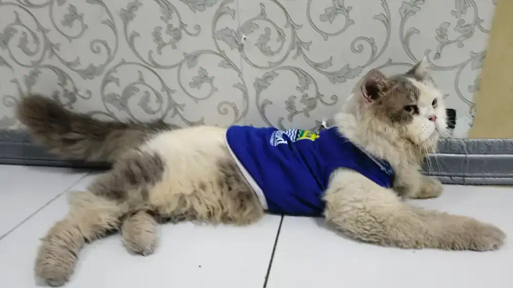 Kucing Persia Flatnose Bigbone 5kg JANTAN salah satu warna Favorit