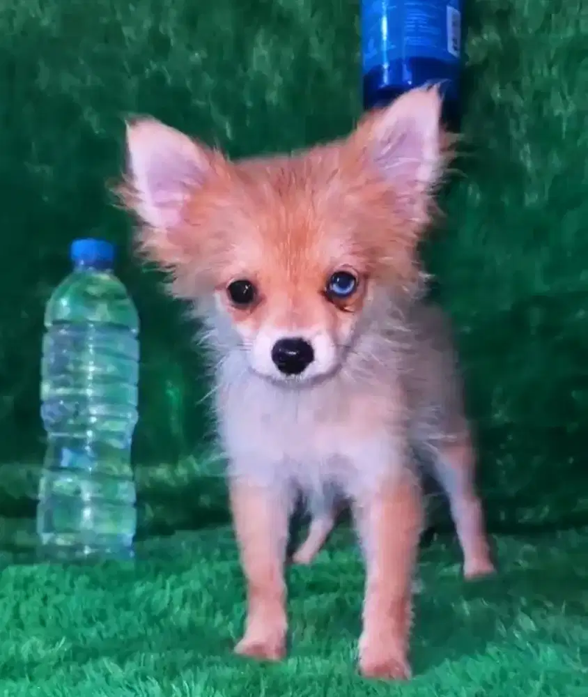 Mini pom mata biru