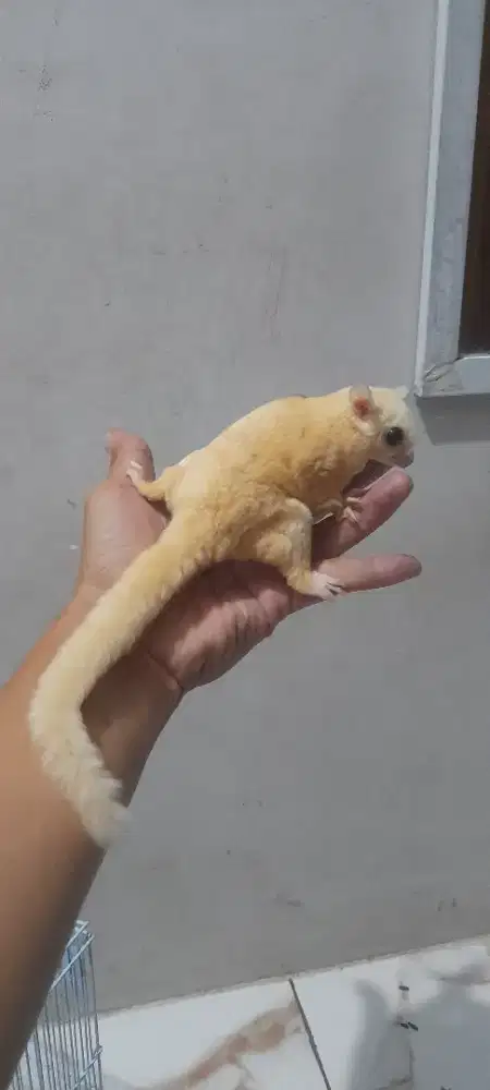 Leucistic murah