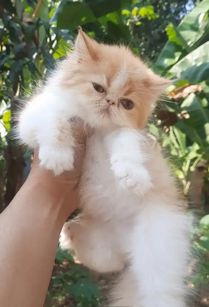 Persian peaknose