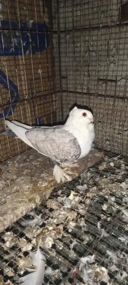 Merpati santinet cewean