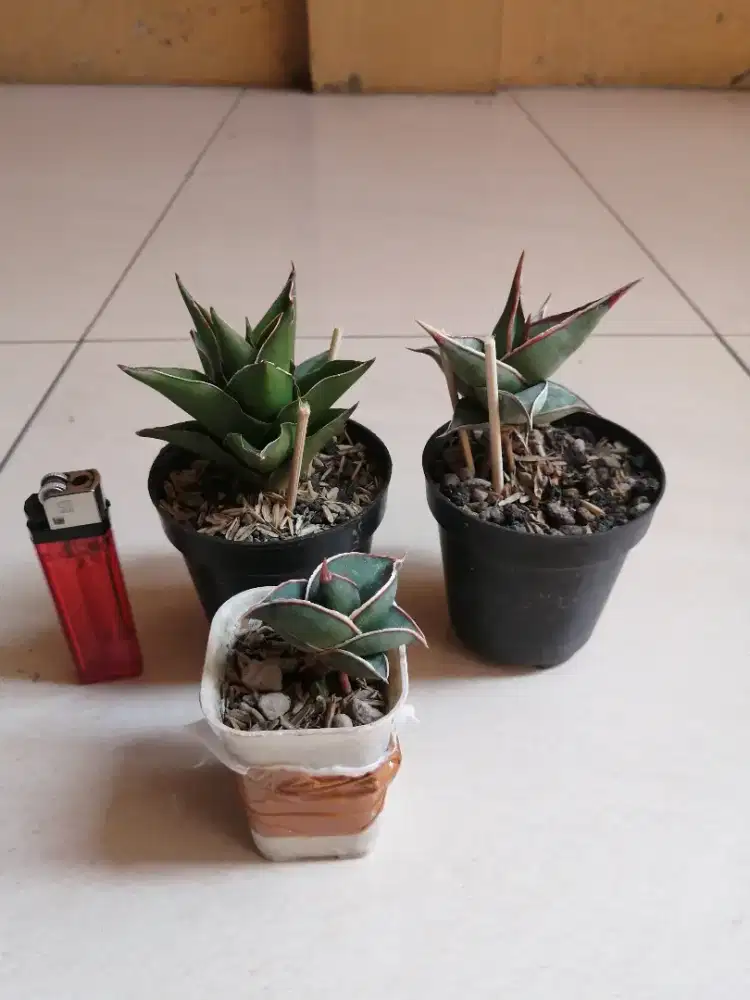 Tanaman hias sukulen sansivera