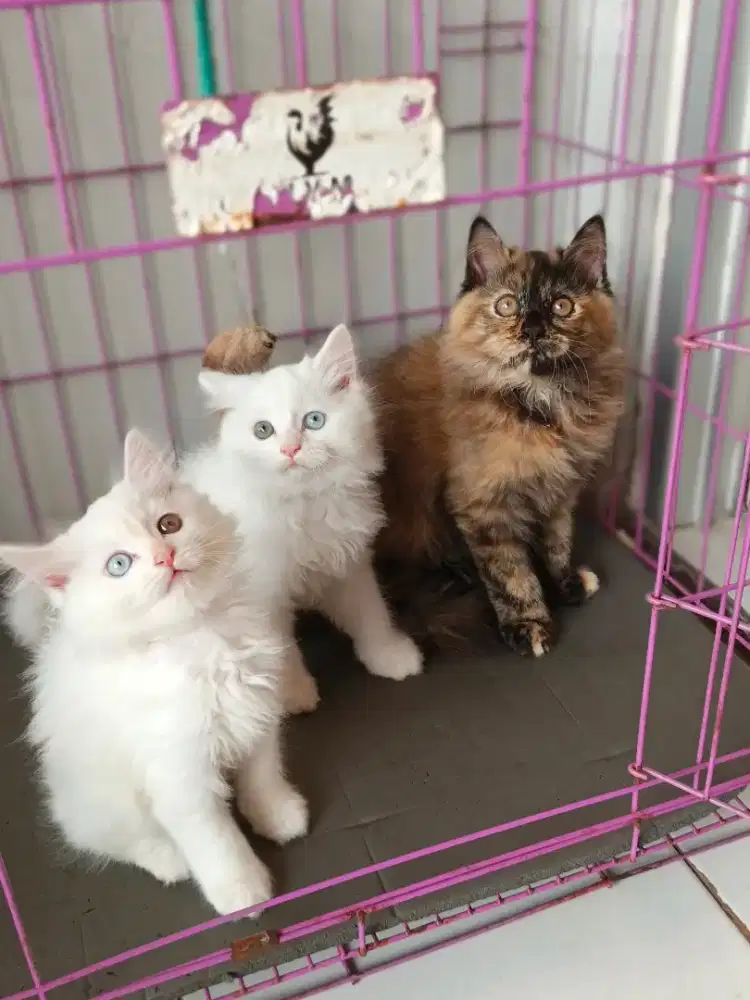 Kitten persia oddeye