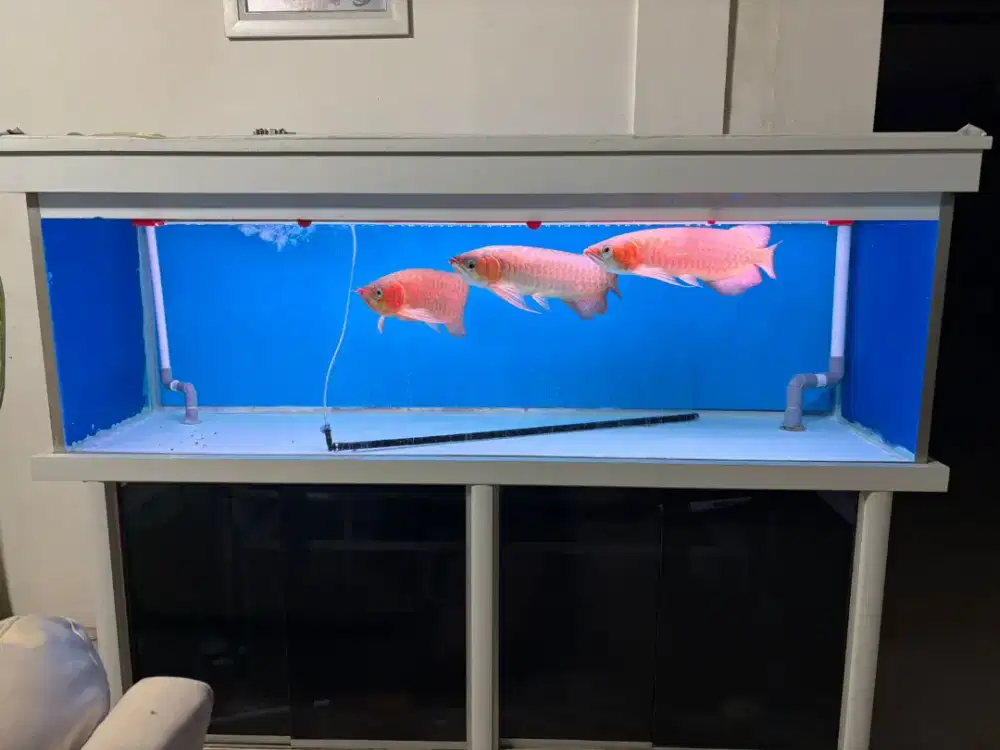 Jual Borongan sama Aquarium/Akuarium dan Mejanya