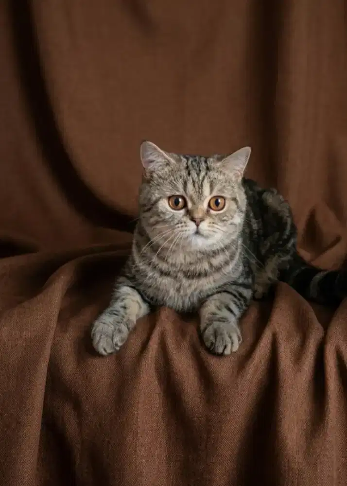 Bsh clasic tabby jantan