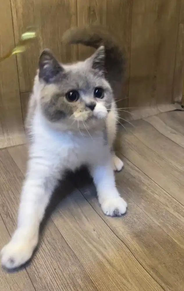 Brittish shorthair BSH