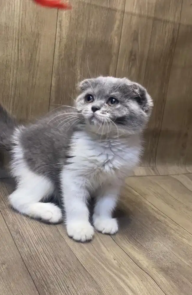 Scottishfold x bsh