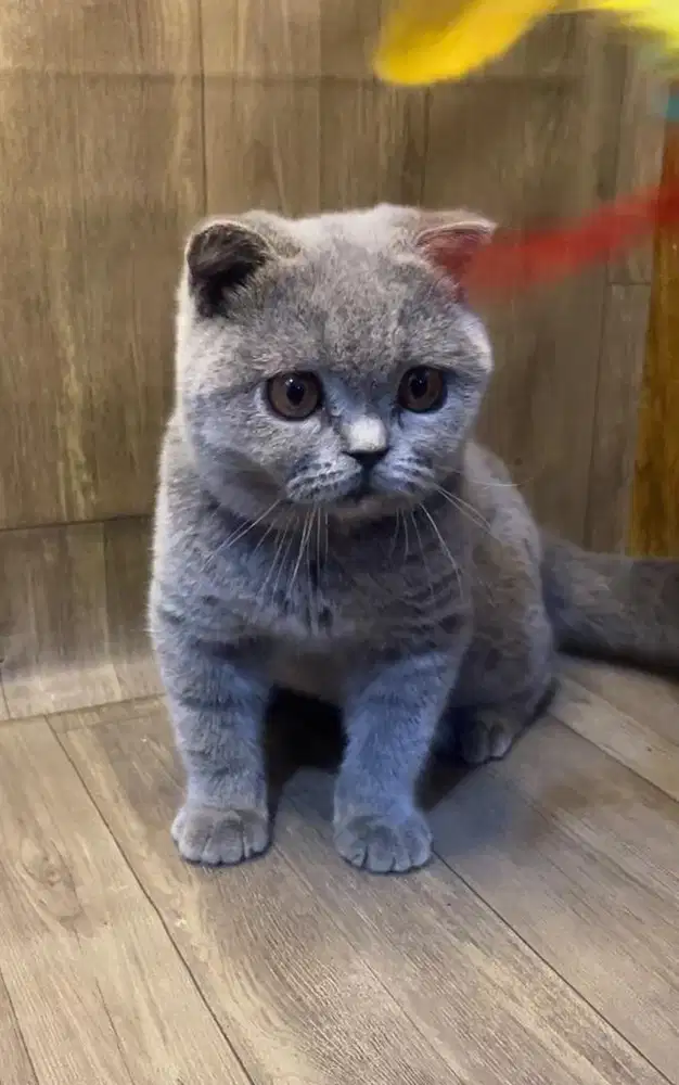 Scottishfold x bsh