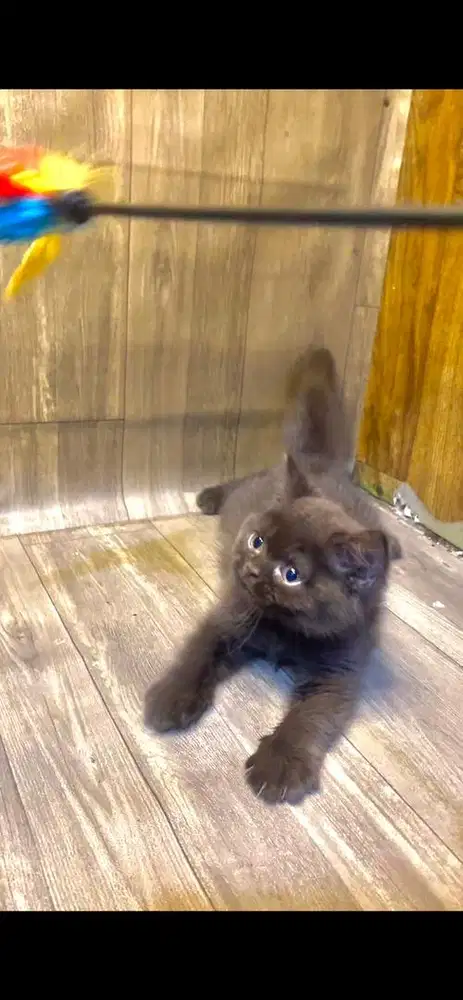 Brittish shorthair choco