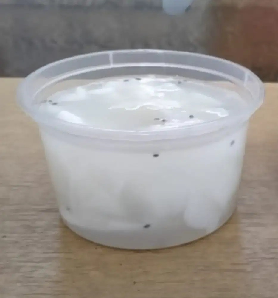 Preorder puding deganjelly