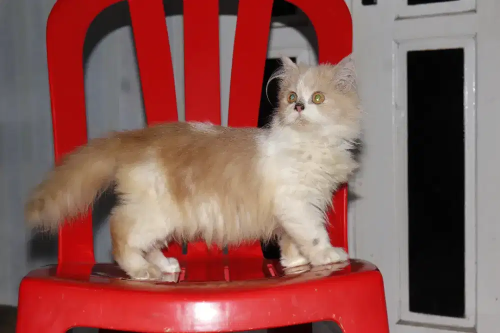 Persia jantan gemoy