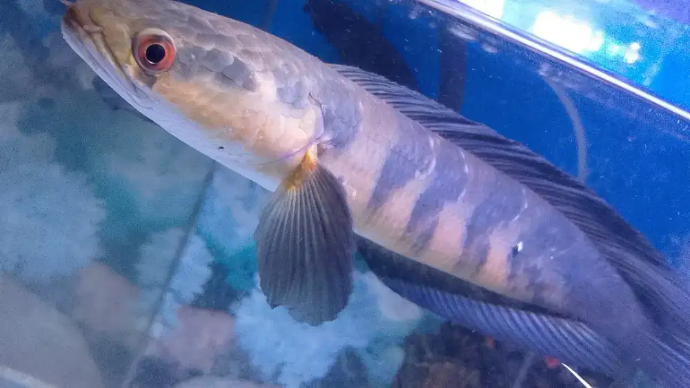 Juwal ikan cana maruh