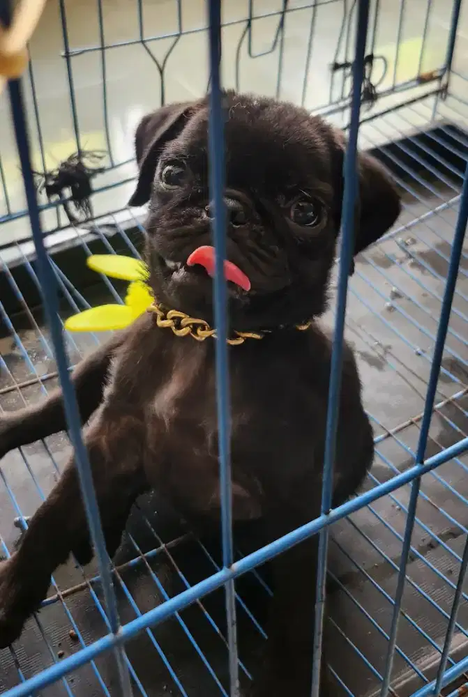 Anjing Pug Jantan