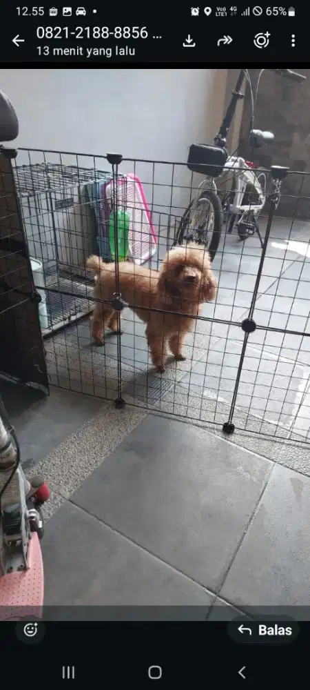 Red poddle jantan