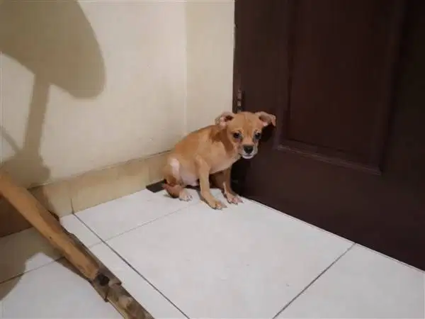 Mix Chihuahua  Jantan 4-A