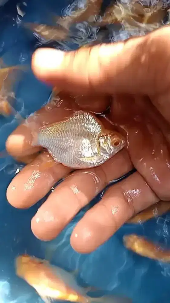 Ikan Kaviat short body paket10ekor