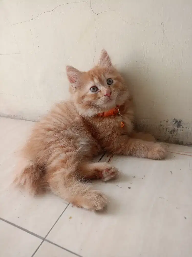 Open adopt kucing persia mix domestic Longhair