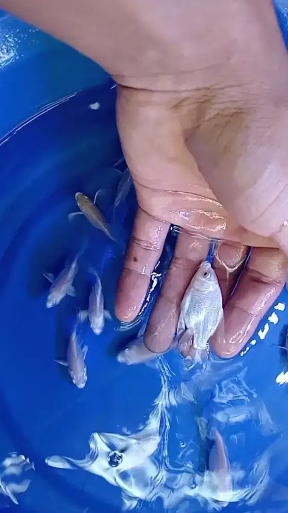 Ikan Hodielong lokal short body paket 20ekor