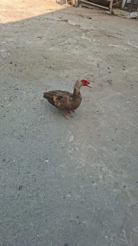 Jual bebek entog lomba