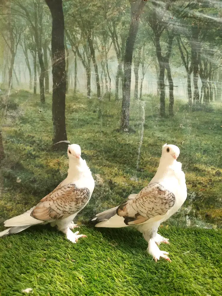 Merpati Santinet Sepasang Remajaan.