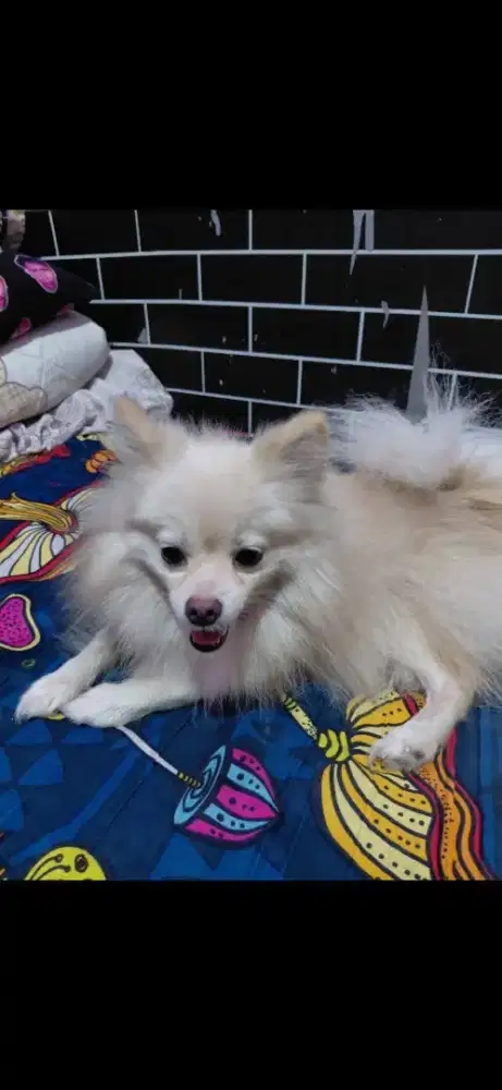Anjing Minipom betina non stmb