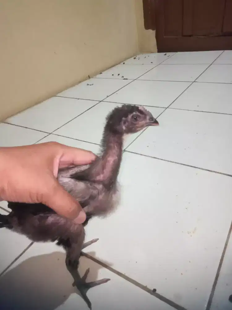 Anak ayam pelung