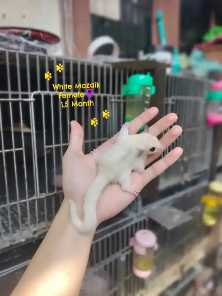 Sugar Glider White Mozaik