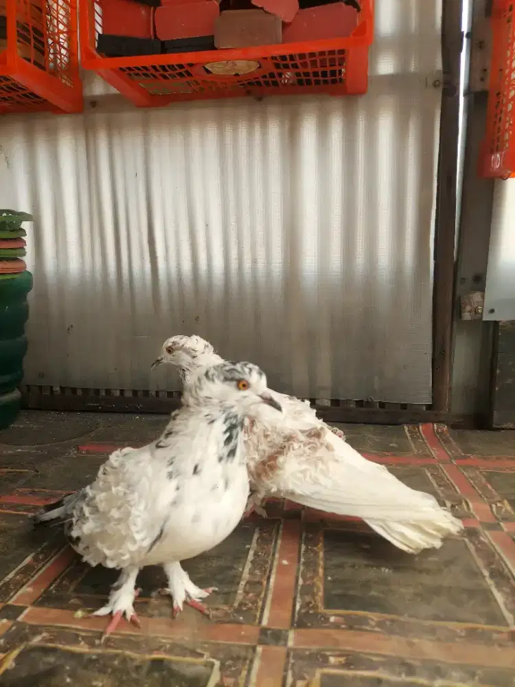 Merpati Hias Frillback Sepasang Indukan Muda.