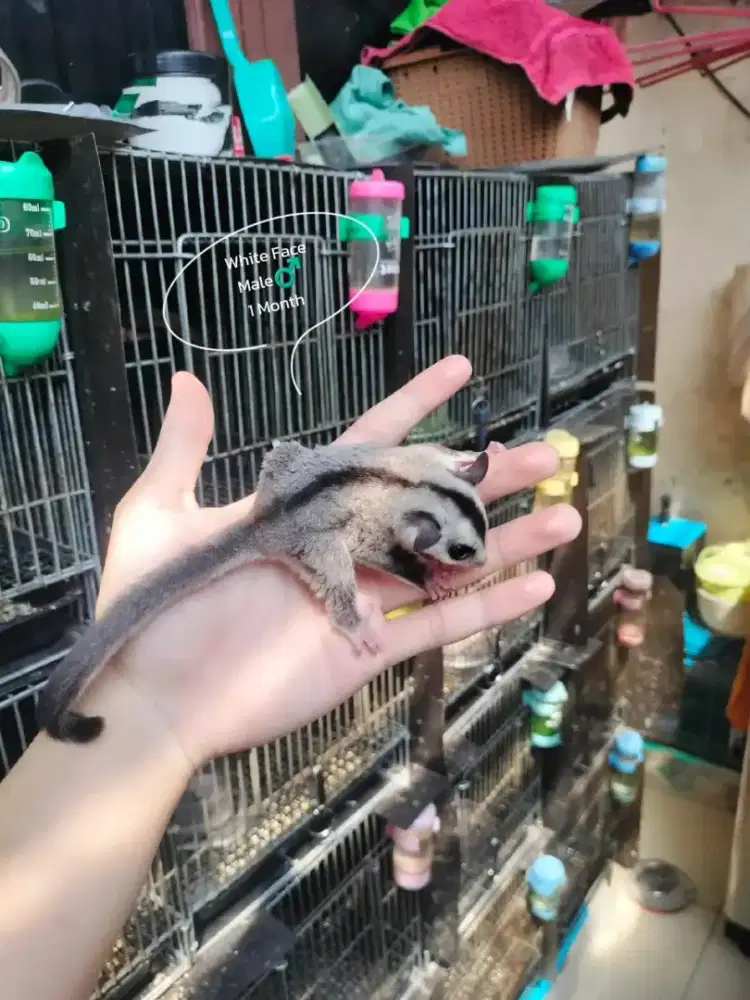 Sugar Glider White Face