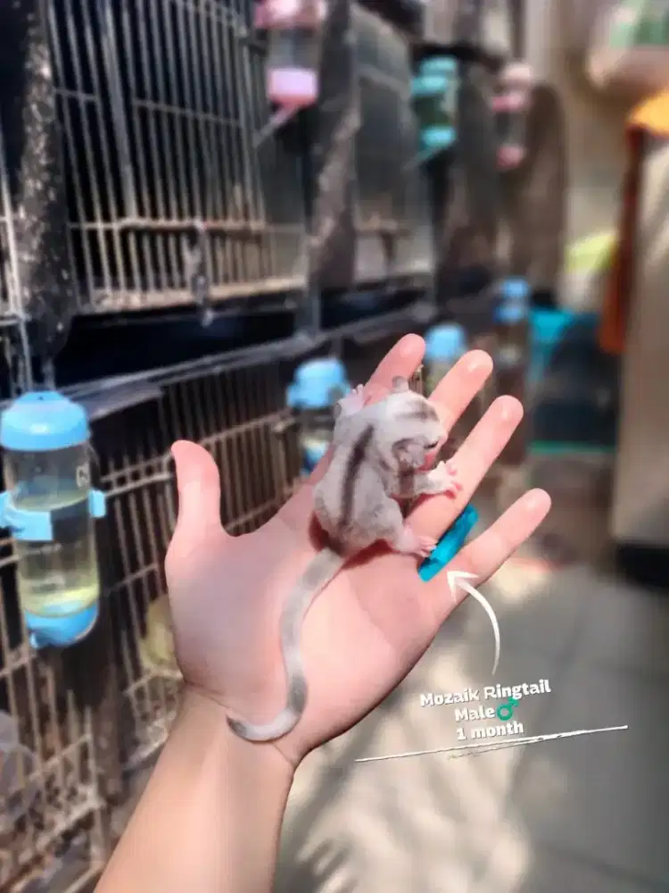 Sugar Glider Mozaik Ringtail