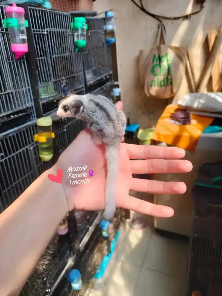Sugar Glider Mozaik