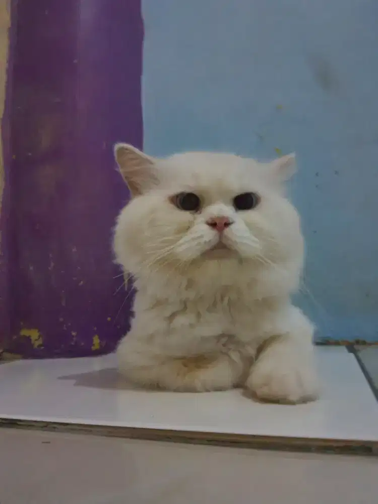 PERSIA LONGHAIR JANTAN