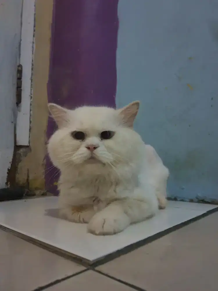 LEPAS ADOPSI KUCING PERSIA LONGHAIR