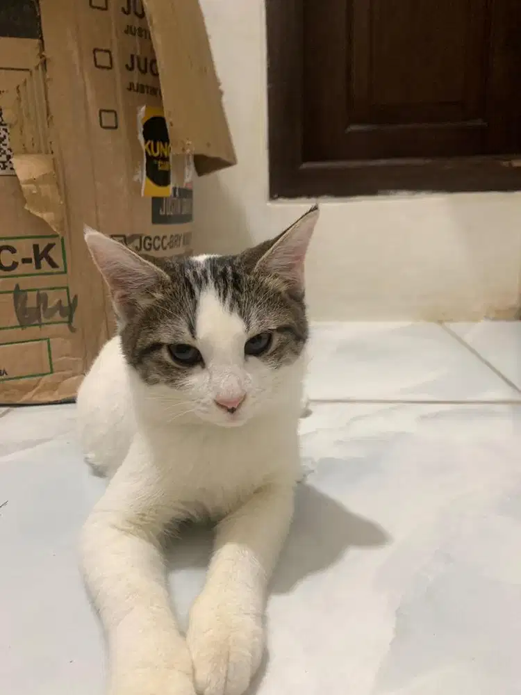 Cari kerja freelance