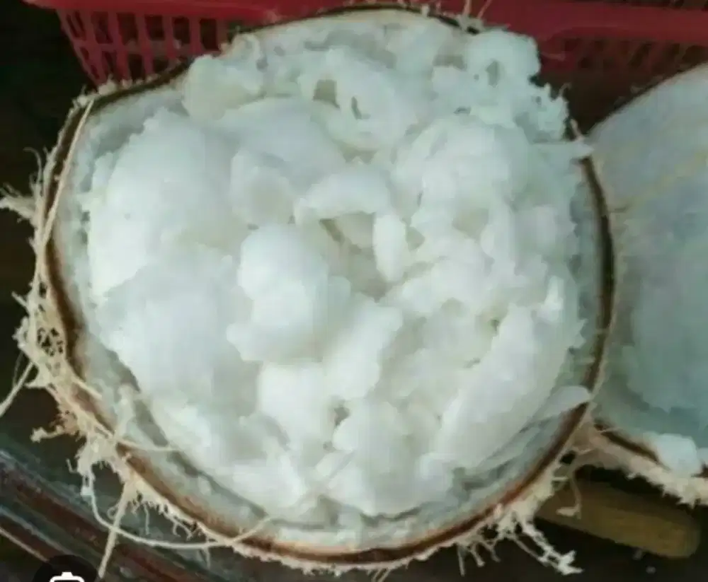 Buah Kelapa Kopyor Frozen dan Butiran