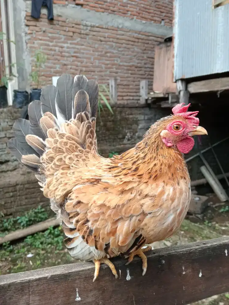 Ayam kate hias dewasa