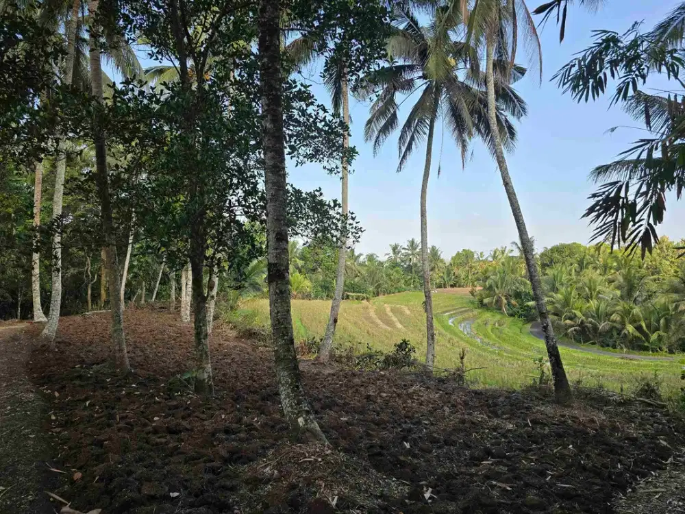 Butuh uang cepat dijual tanah datar view sawah di tabanan bali