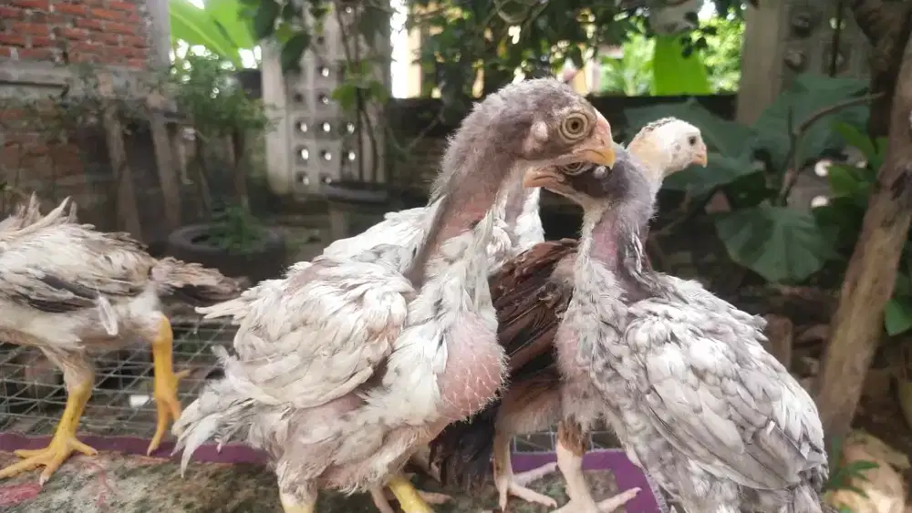 Anak parot umur dua bulan